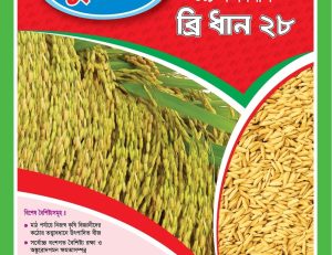 Inbred BRRI Dhan-28