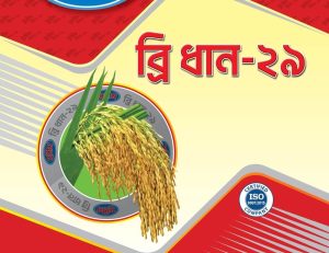 Inbred BRRI Dhan-29