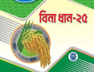 ইনব্রিড বিনা ধান - ২৫