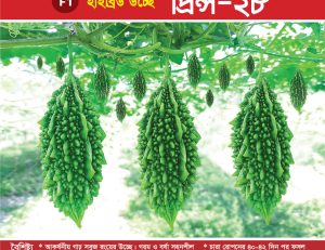 হাইব্রিড উচ্ছে - প্রিন্স-২৮