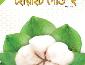 হাইব্রিড তুলা বীজ - হোয়াইট গোল্ড - ২