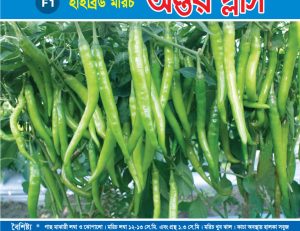 হাইব্রিড মরিচ - অন্তর প্লাস