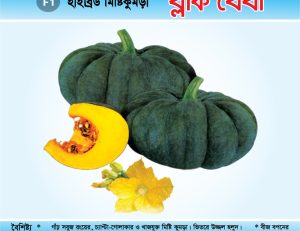 হাইব্রিড মিষ্টিকুমড়া - ব্লাক বেবী