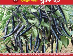 হাইব্রিড মরিচ - ব্ল্যাক হট