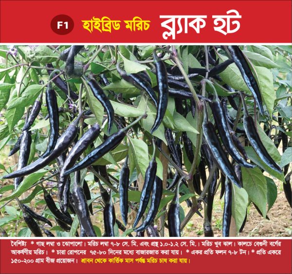 হাইব্রিড মরিচ - ব্ল্যাক হট