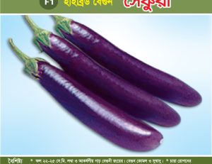হাইব্রিড বেগুন - সেঞ্চুরী