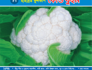 হাইব্রিড ফুলকপি - কোল্ড কুইন