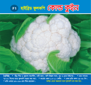 হাইব্রিড ফুলকপি - কোল্ড কুইন