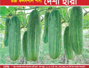 উচ্চ ফলনশীল শসা - দেশী হীরা