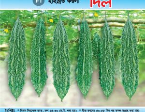 হাইব্রিড করলা - দিল