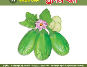 হাইব্রিড বেগুন - ড্রাগন বল