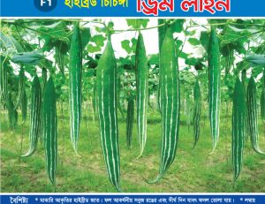 হাইব্রিড চিচিঙ্গা - ড্রিম লাইন