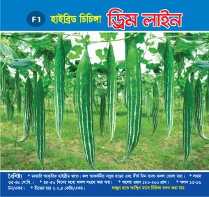হাইব্রিড চিচিঙ্গা - ড্রিম লাইন
