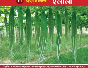 হাইব্রিড চিচিঙ্গা - ইনানী