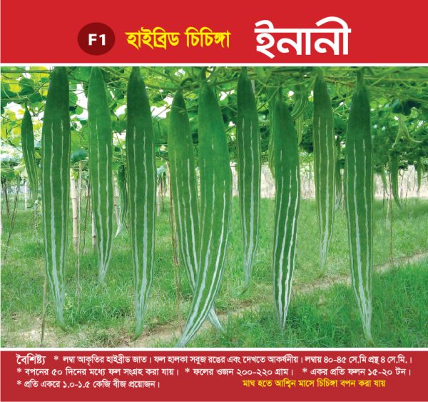 হাইব্রিড চিচিঙ্গা - ইনানী