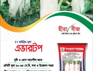 হাইব্রিড মুলা - এভারটপ