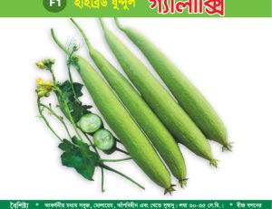 হাইব্রিড ধুন্দুল - গ্যালাক্সী
