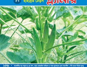 হাইব্রিড ঢেঁড়স - গ্ল্যামার