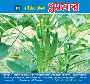 হাইব্রিড ঢেঁড়স - গ্ল্যামার