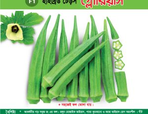 হাইব্রিড ঢেঁড়স - গ্লোরিয়াস