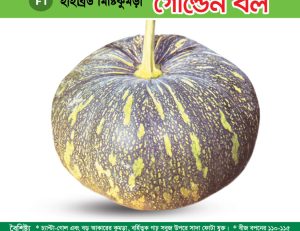 হাইব্রিড মিষ্টিকুমড়া - গোল্ডেন বল