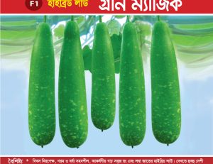 হাইব্রিড লাউ - গ্রীন ম্যাজিক