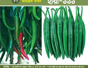 হাইব্রিড মরিচ - হীরা-১১১