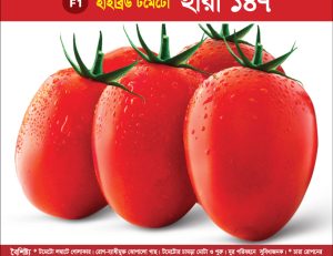 হাইব্রিড টমেটো - হীরা ১৪৭