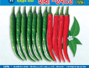 হাইব্রিড মরিচ - হীরা -১৭০১ ডিজি
