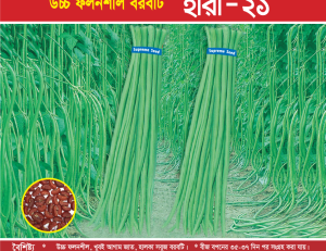 উচ্চ ফলনশীল বরবটি - হীরা-২১