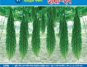 হাইব্রিড করলা - হীরা-২৭