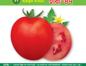 হাইব্রিড টমেটো - হীরা-৪৭