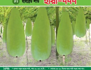 হাইব্রিড লাউ - হীরা-৭৭৭