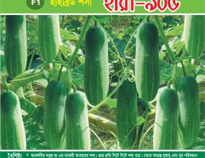 হাইব্রিড শসা - হীরা-৯০৫