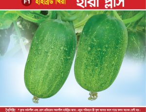 হাইব্রিড খিরা - হীরা প্লাস