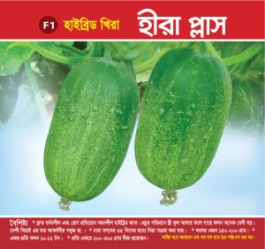 হাইব্রিড খিরা - হীরা প্লাস