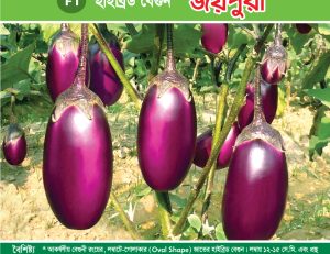 হাইব্রিড বেগুন - জয়পুরী
