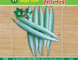 হাইব্রিড চিচিঙ্গা - মালিনী