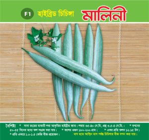 হাইব্রিড চিচিঙ্গা - মালিনী