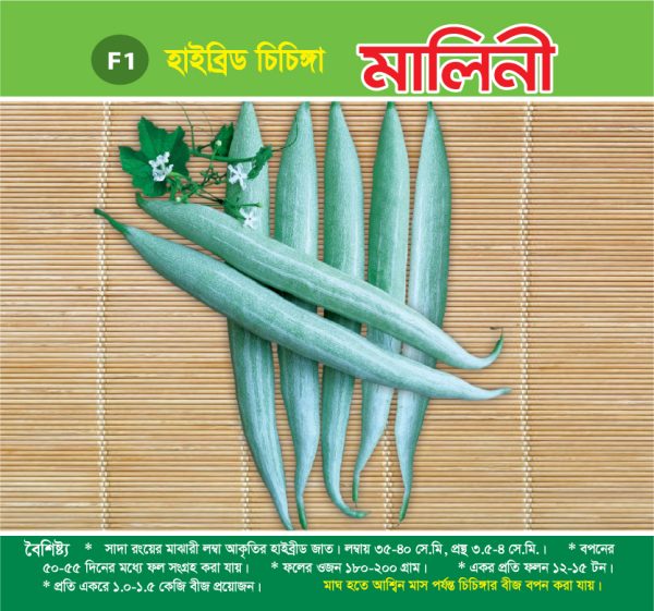হাইব্রিড চিচিঙ্গা - মালিনী