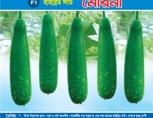 হাইব্রিড লাউ - মেরিনা
