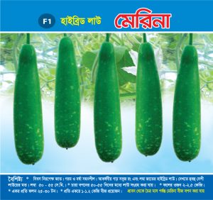 হাইব্রিড লাউ - মেরিনা