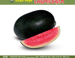 হাইব্রিড তরমুজ - মেলোডিয়াস