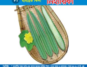 হাইব্রিড ঝিঙ্গা - নিহারিকা