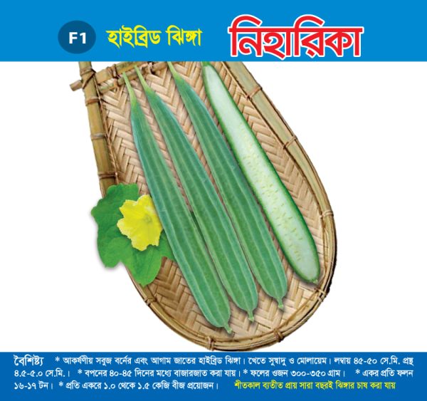 হাইব্রিড ঝিঙ্গা - নিহারিকা