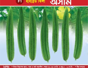 হাইব্রিড ঝিঙ্গা - অসীম