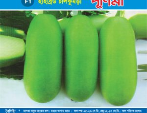 হাইব্রিড চালকুমড়া - পূর্ণিমা