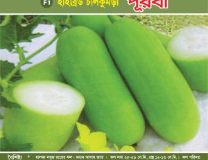 হাইব্রিড চালকুমড়া - পূরবী
