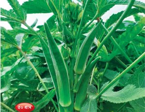 হাইব্রিড ঢেঁড়স - রাজমণি