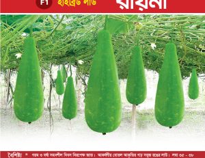হাইব্রিড লাউ - রায়না